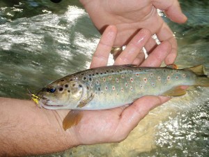 small trout Nera